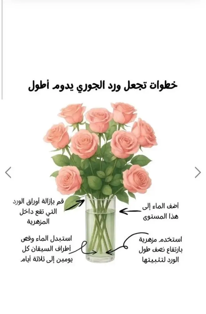 ورد بيبي روز طبيعي | ورد صغير طازج بالجملة - الصورة 6